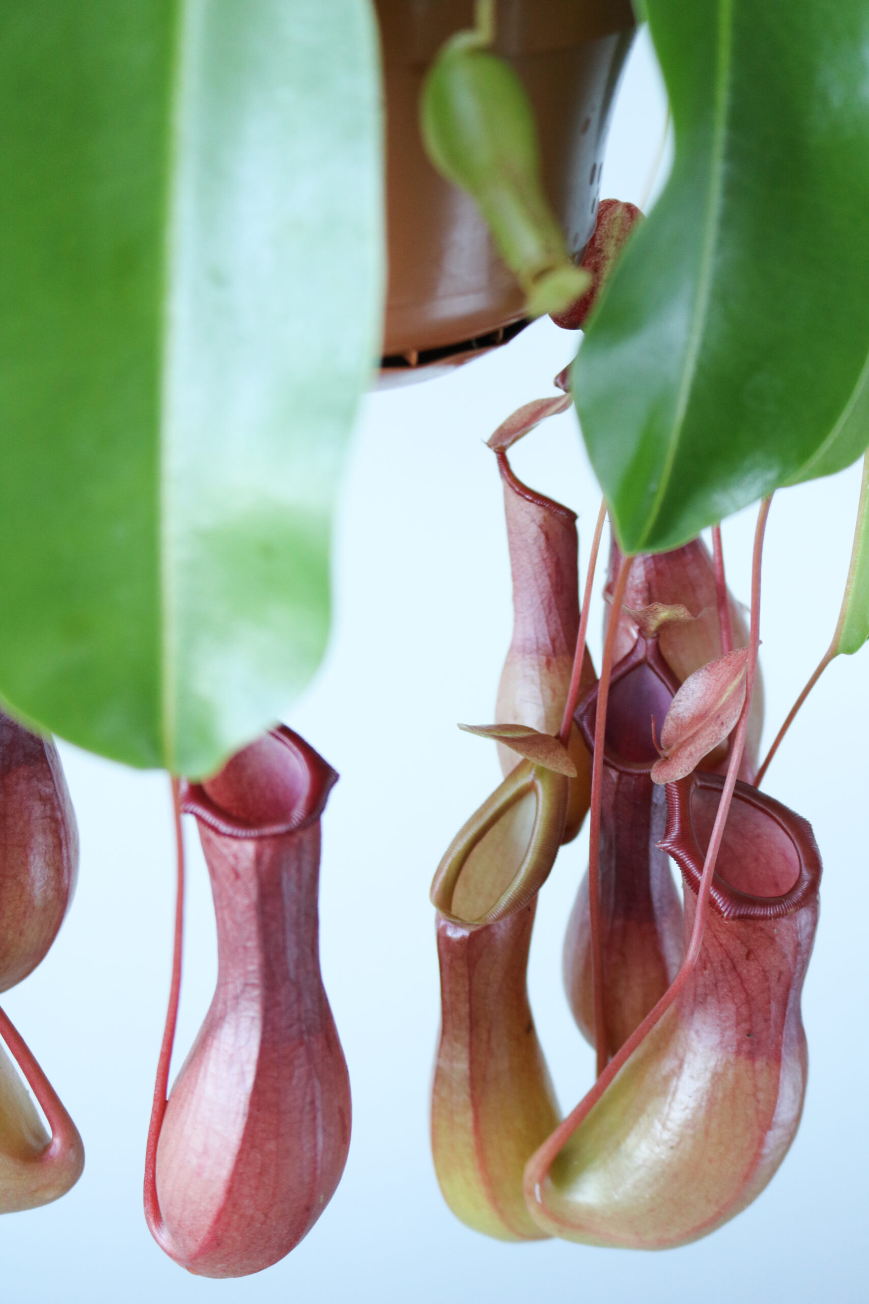 Specifiek Grote waanidee marge Nepenthes - Bekerplant - From Nature