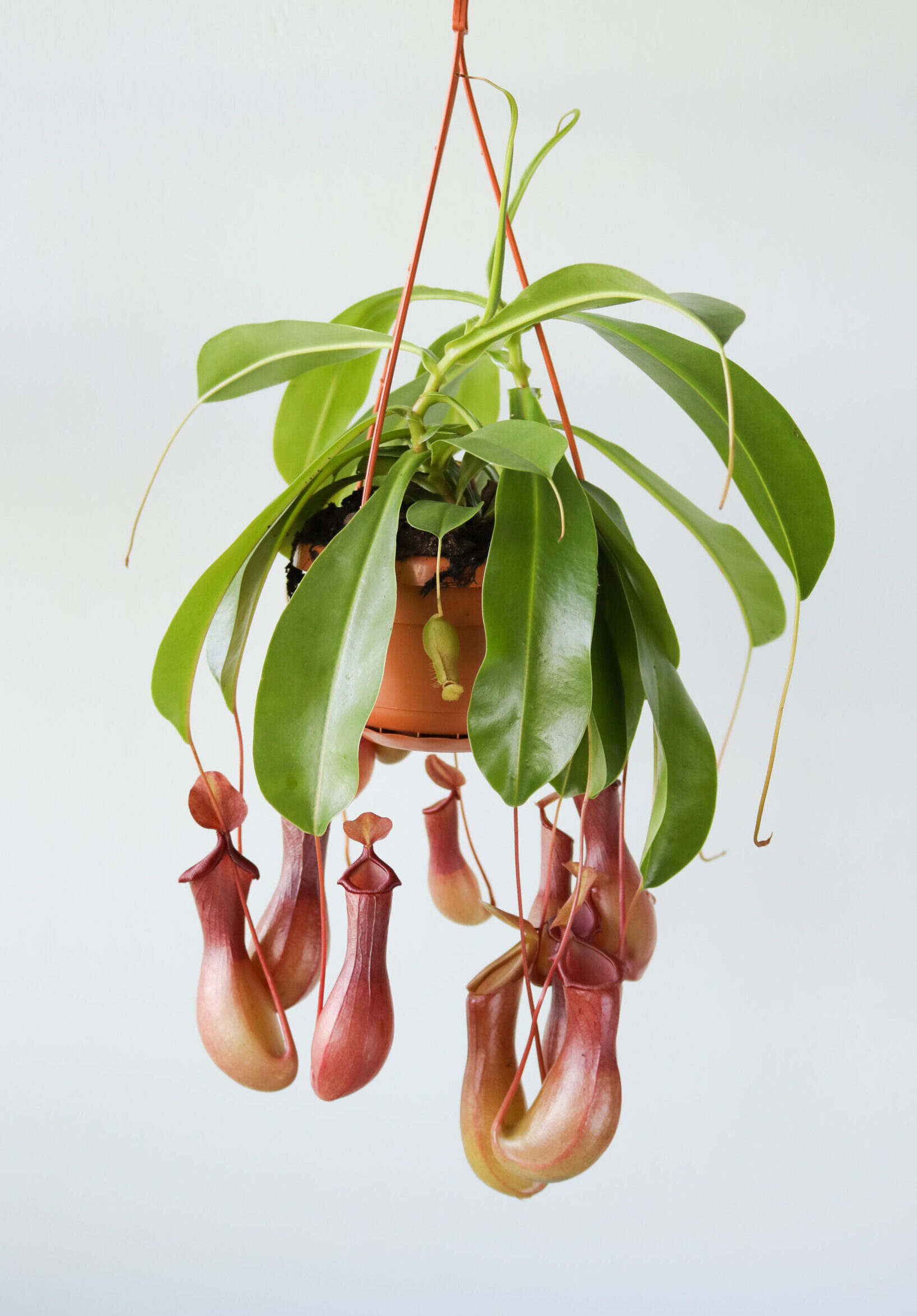 Specifiek Grote waanidee marge Nepenthes - Bekerplant - From Nature