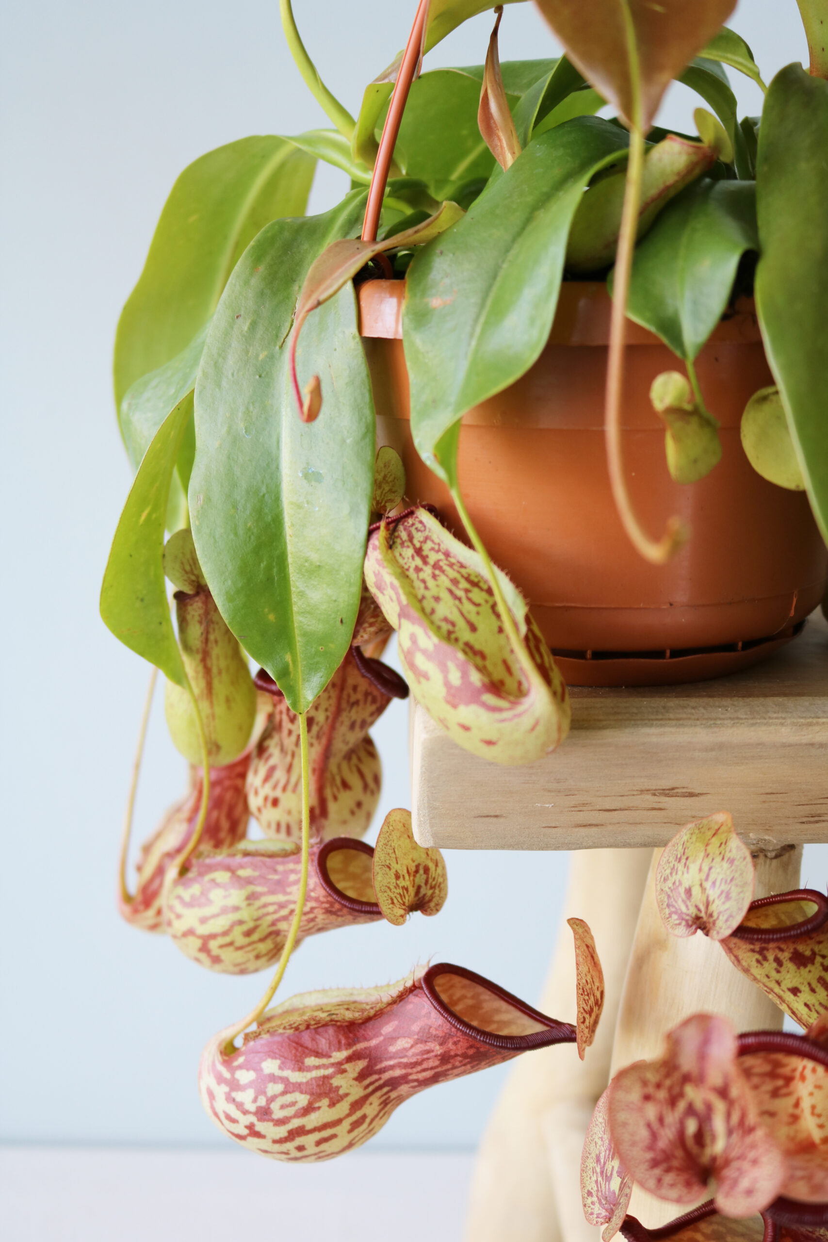 goud Prehistorisch Ontvangst Nepenthes Monkey Jars Gaya - Bekerplant - From Nature