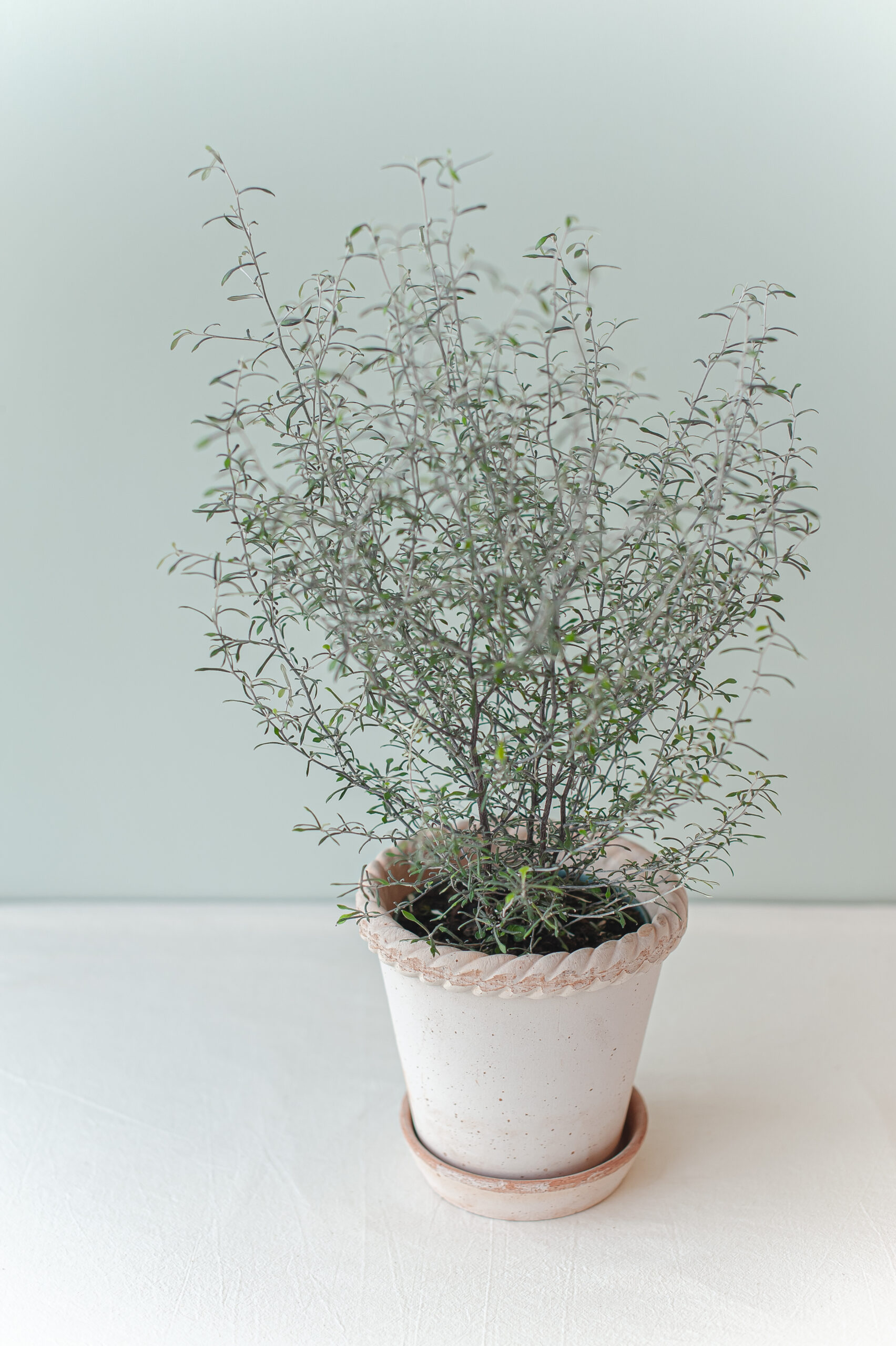 Distributie Rechtdoor mooi Corokia Virgata - 'Maori Silver Leaf' - From Nature